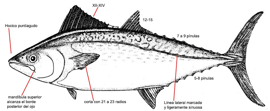 Orcynopsis unicolor_01.jpg